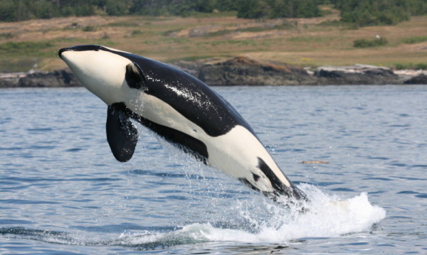 A southern resident Killer whale (Orcinus orca) leaping out of the waters of Haro Strait, British Columbia, Canada. © Natalie Bowes / WWF-Canada