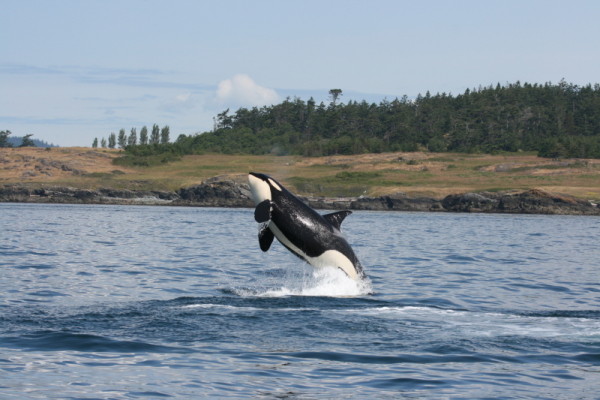 A southern resident Killer whale 