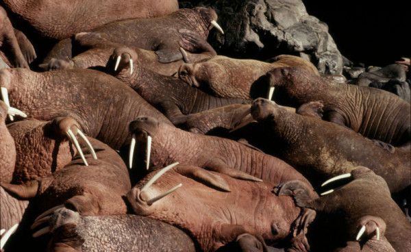 Pacific walrus, Alaska, USA © Y.-J. Rey-Millet / WWF-Canon