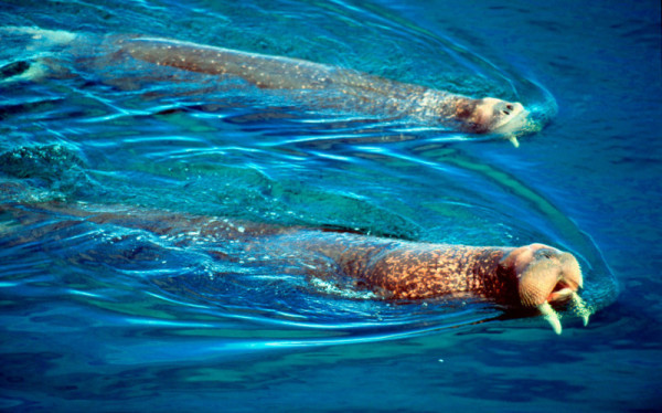 Pacific walrus males swimming. Bering Sea, Arctic Ocean, Arctic © Kevin Schafer / WWF-Canon