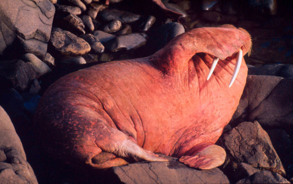 Pacific walrus (Odobenus rosmarus divergens); Bering Sea, Arctic Ocean © Kevin Schafer / WWF