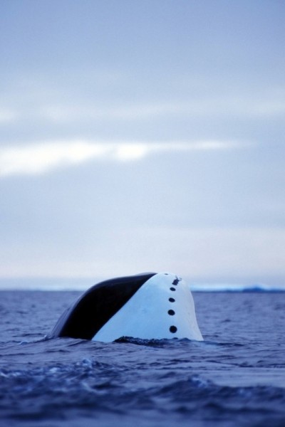 A bowhead whale surfaces at Isabella Bay (also known as Ninginganiq), Nunavut, Canada. © Paul Nicklen/National Geographic Stock / WWF-Canada
