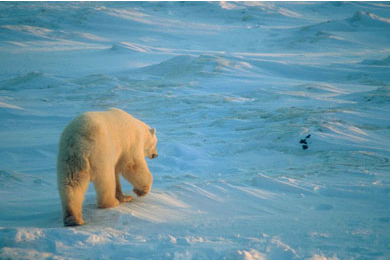 Polar bear (Ursus maritimus) Churchill area, Manitoba, Canada. © Michel Terrettaz / WWF
