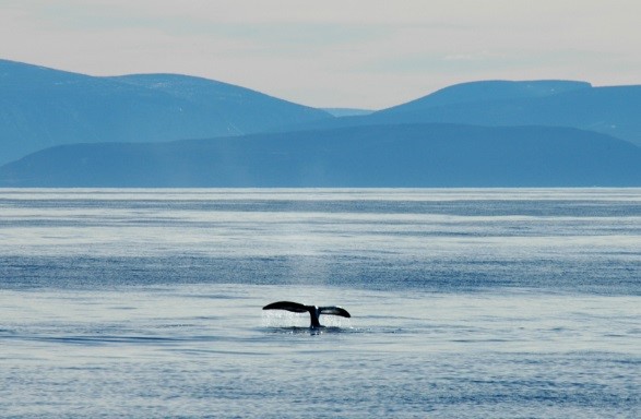 Bowhead whale (Balaena mysticetus) flukes in Isabella Bay, Nunavut, Canada © Tim Stewart / WWF-Canada