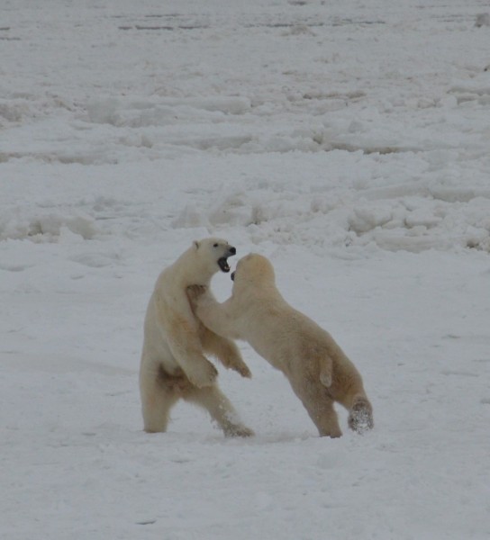 Polar bear sparring in Churchill. © Steph Morgan/WWF