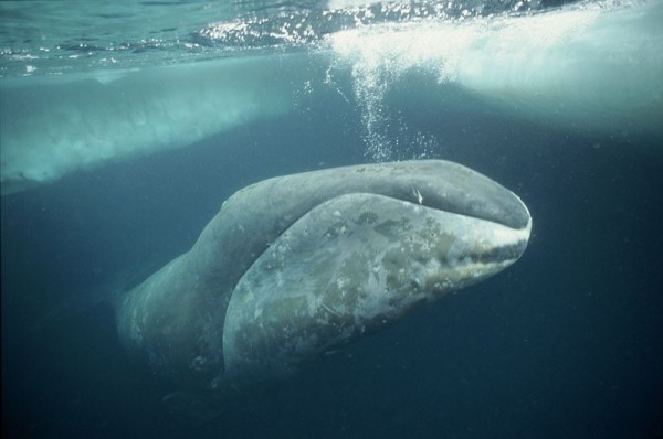 Bowhead whale (Balaena Mysticetus) just under ice, Arctic © naturepl.com / Martha Holmes / WWF