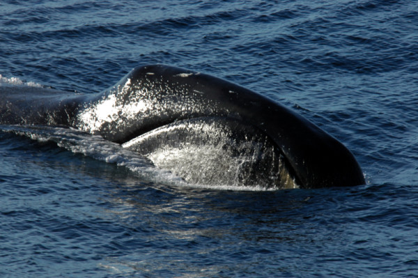 Bowhead whale, Isabella Bay, Nunavut, Canada Bowhead whale (Balaena mysticetus), Isabella Bay, Nunavut, Canada.  © Tim Stewart / WWF-Canada