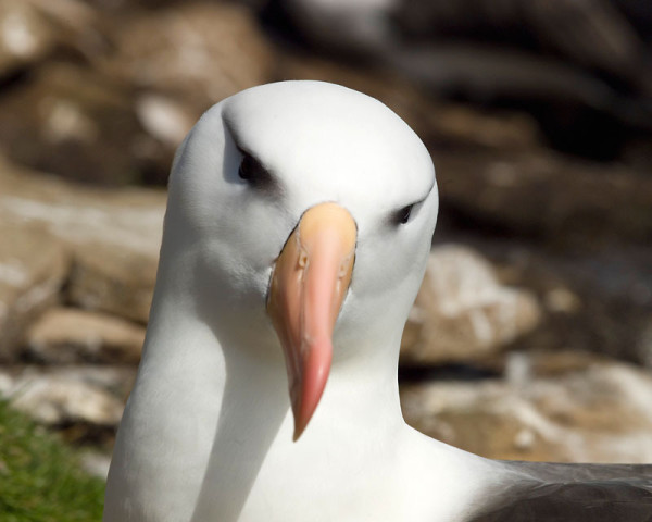 Cet albatros à sourcils noirs se demande pourquoi vous n'avez pas déjà fait un don. © Wim van Passel / WWF