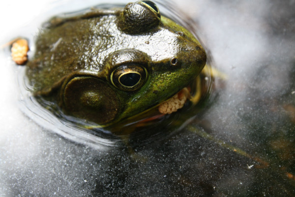 Green Frog (Rana clamitans), Hyla Park, New Brunswick © Jessica Bradford 