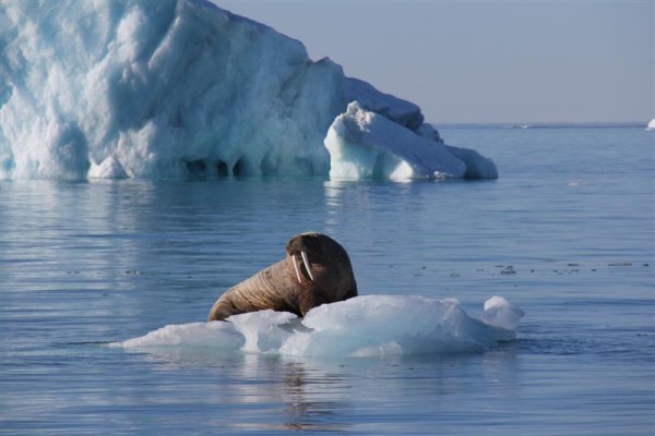 Walrus, Nunavut, Canada. Photo: Students on Ice
