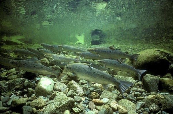 Wild Atlantic salmon in the Alma River (also known as the Upper Salmon River) in Fundy National Park, New Brunswick, Canada. © Gilbert Van Ryckevorsel / WWF-Canada