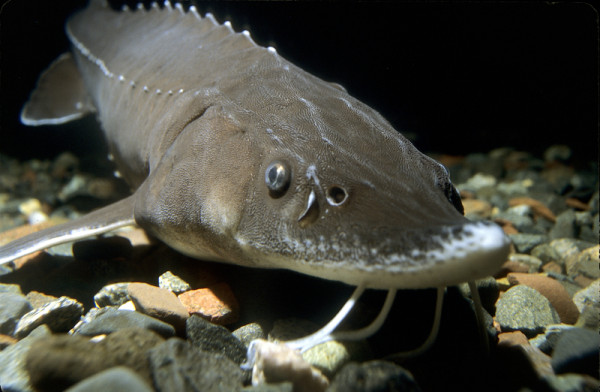 This Lake Sturgeon is one of 27 species of sturgeon in the world, all found in the Northern hemisphere.  © Eric Engbretson Underwater Photography / WWF-Canada 