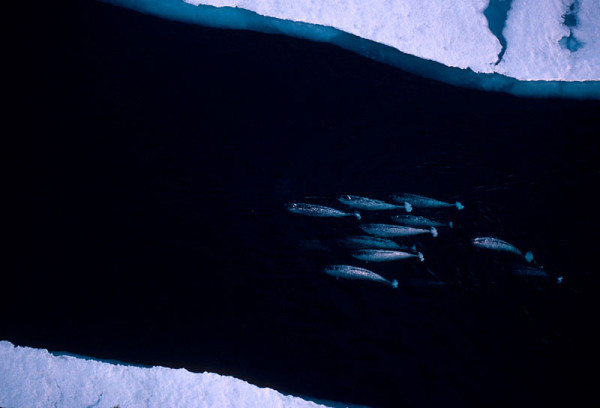 Aerial view of Narwhal group migrating, Lancaster Sound, Canadian Arctic. © naturepl.com / Doug Allan / WWF