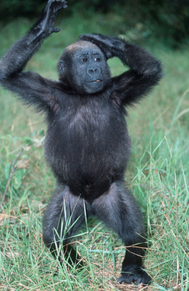 Ce jeune gorille des plaines de l'Ouest a malheureusement égaré son porte-monnaie. © Martin Harvey / WWF-Canon