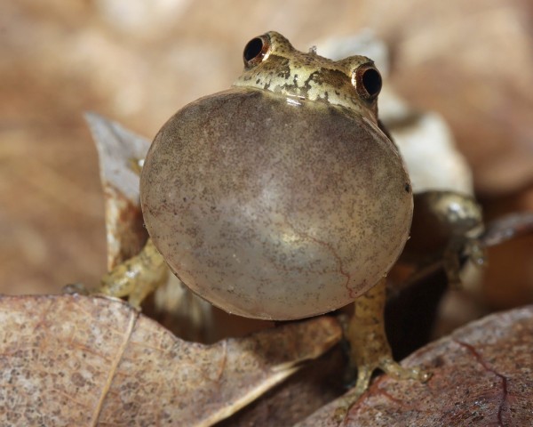 Rainette crucifère (Pseudacris crucifer), une des premières grenouilles que l’on entend chanter au printemps © Brian Lasenby