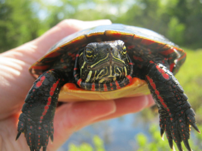 Eastern painted turtle © Emily Giles / WWF-Canada