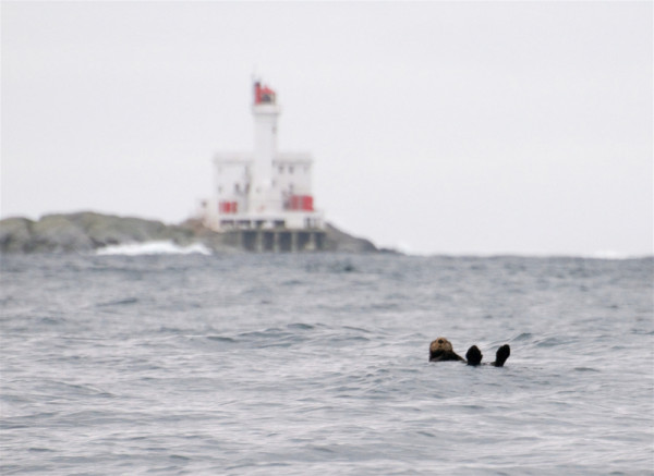 Sea otter, British Columbia, Canada