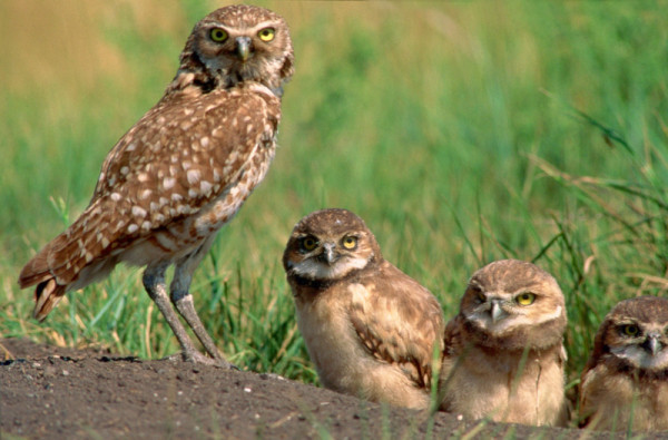 Burrowing owls, Canada