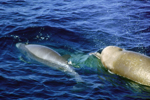 Northern bottlenose whale and calf, The Sable Gully, Canada