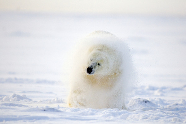 Polar bear (Ursus maritimus) juvenile shaking off snow after rolling around on the pack ice. © naturepl.com / Steven Kazlowski / WWF