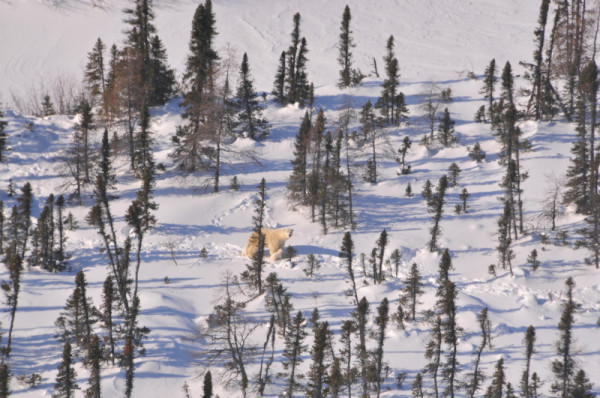 Daryll Hedman spots a polar bear by helicopter as he surveys the maternity denning area in northeastern Manitoba. © Government of Manitoba