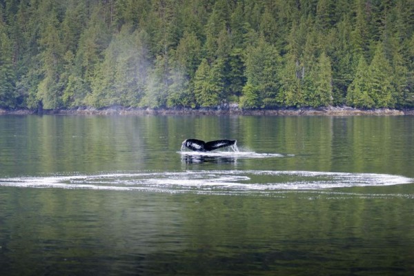 Humpback whale, Great Bear Rainforest, British Columbia, Canada. © Andrew S. Wright  / WWF-Canada