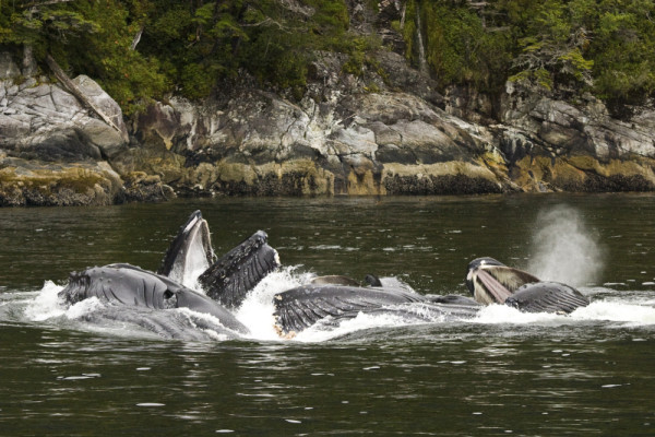 Un groupe de baleines à bosse (Megaptera novaeangliae) pêchant en créant des filets de bulles dans le Whale Channel, Colombie-Britannique, Canada © Tim Irvin / WWF-Canada