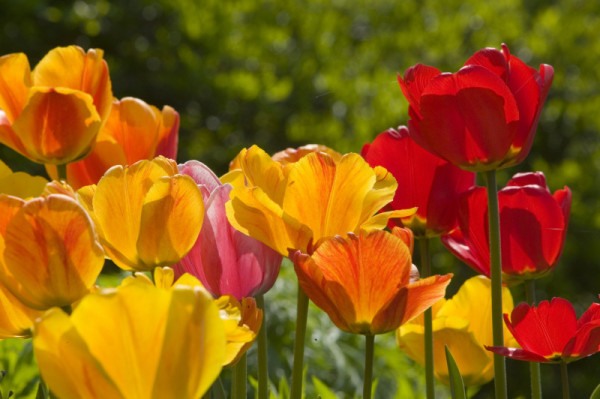 Tulipes en fleur au printemps © Global Warming Images / WWF-Canon