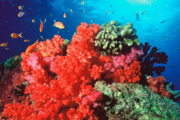 Scène sous-marine. Les coraux mous, coraux durs, anthias. Fidji. © Cat Holloway / WWF-Canon