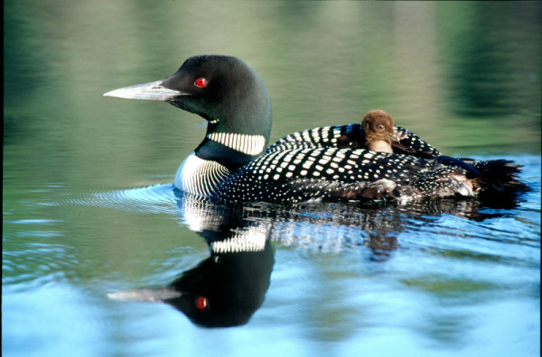 Loon carrying a chick on its back in Algonquin Provincial Park, Ontario, Canada. © Frank PARHIZGAR / WWF-Canada