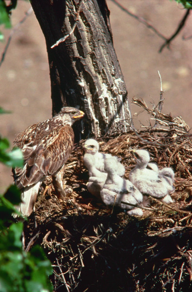 Adult Ferruginous hawk (Buteo regalis) with chicks at nest, Canada. © J. D. Taylor / WWF-Canada