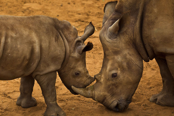 White Rhino calf, mother and juvenile male in holding pens at Hluhluwe-iMfolozi Park, South © Brent Stirton / Getty Images / WWF-UK 