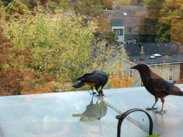 American Crows plucking a victim of a window collision at our study site © Pete Ewins 