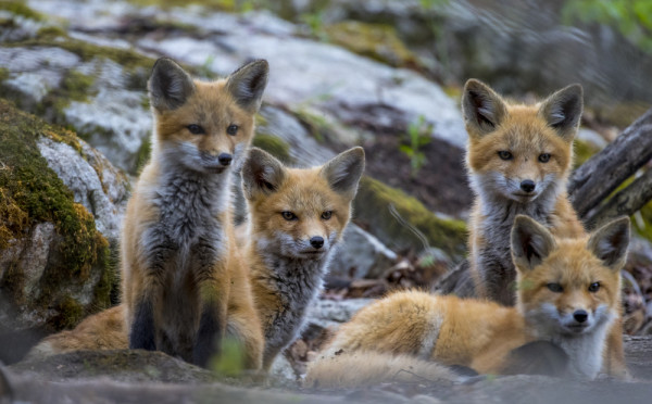 4 Red Fox kits make their way out of their den. Perth Ontario @Rob J.