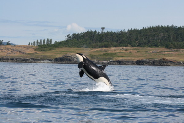 Un épaulard (Orcinus orca) bondissant sur les eaux du détroit de Haro, Colombie-Britannique, Canada