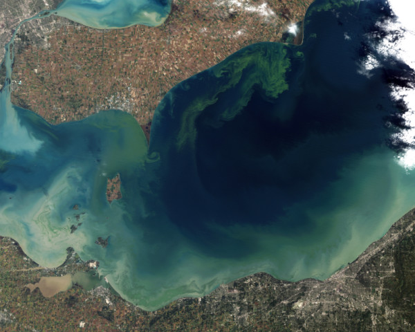 The worst algae bloom Lake Erie has experienced in decades. Vibrant green filaments extend out from the northern shore.  © Jesse Allen and Robert Simmon (NASA Earth Observatory) 