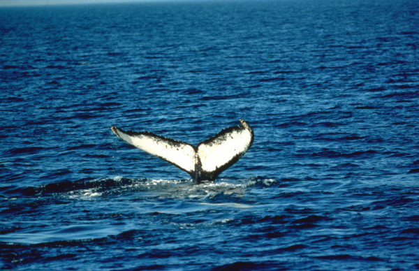 Humpback whale (Megaptera novaeangliae) in Canadian waters. © J. D. Taylor / WWF-Canada