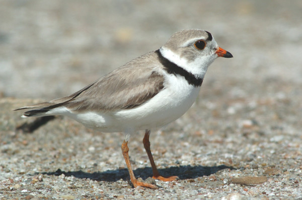 Piping plover, Canada