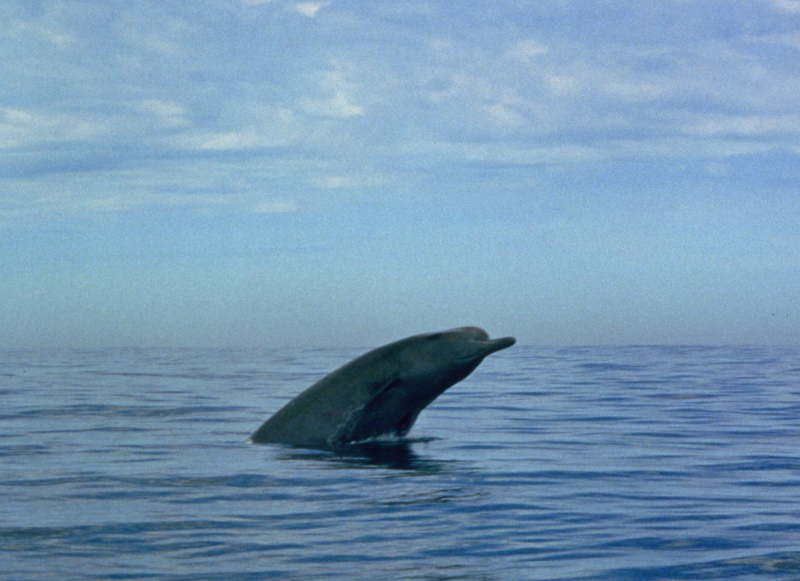Northern bottlenose whale, breaching, The Sable Gully, Canada