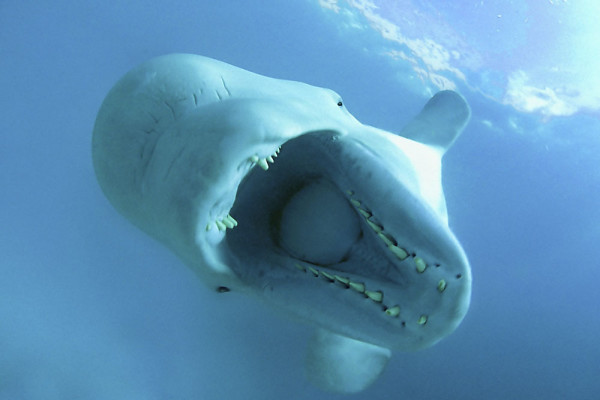 Beluga whale (Delphinaptherus leucas),with its mouth wide open, White Sea, Russia, Kareliya.