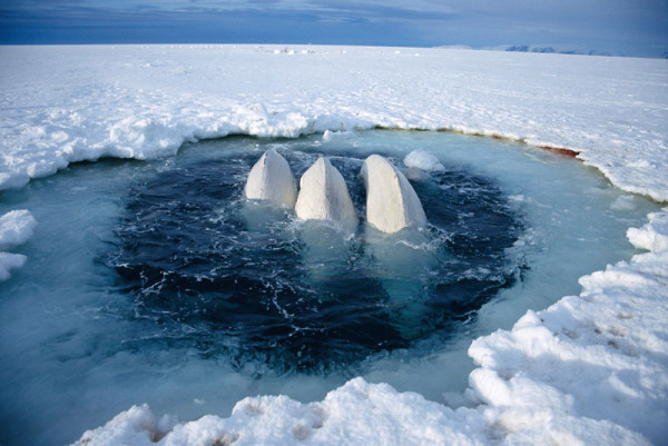 Beluga whales trapped at ice hole (Delphinapterus leucas) too far away to reach open sea, Canadian High Arctic.  © naturepl.com / Sue Flood / WWF