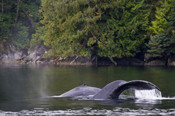 Humpback whales, Great Bear Rainforest, British Columbia, Canada