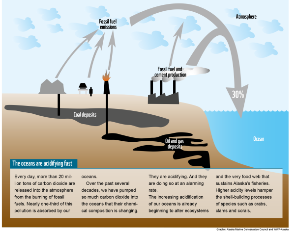 Schéma expliquant le phénomène de l'acidification des océans