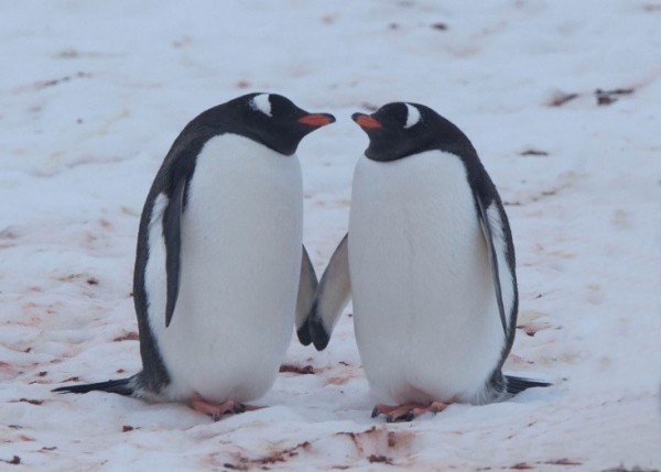 Gentoo penguins, Antarctica © Wim van Passel / WWF
