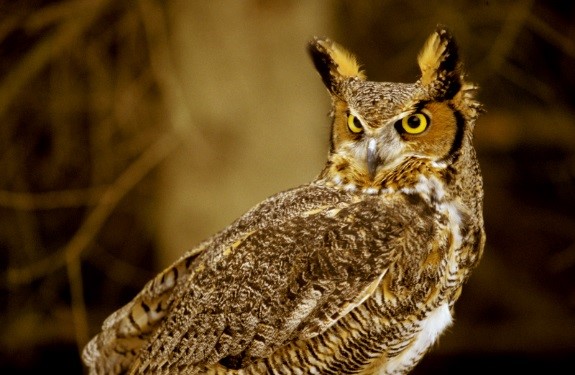 Great horned owl, Canada © J. D. Taylor / WWF-Canada