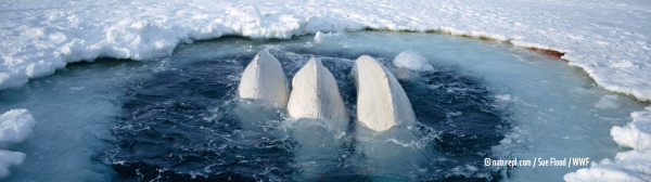 Bélugas (Delphinapterus leucas) pris dans un trou dans la glace, trop loin des eaux libres, Haut-Arctique canadien. © naturepl.com / Sue Flood / WWF