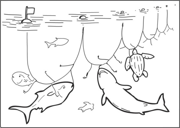 bycatch illustration