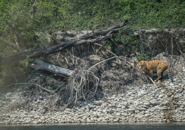 Tiger caught on camera, Bardia National Park, Terai Arc Landscape, Nepal