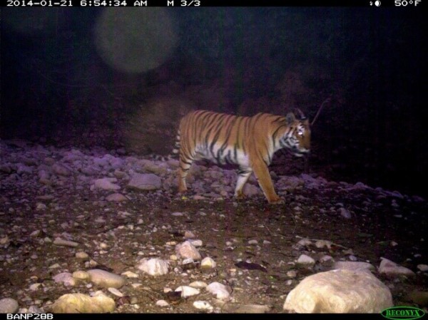 Camera trap image of female tiger