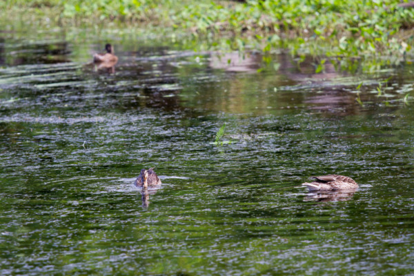 Ducks on the St. John River in Fredericton